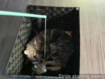 Admire Chaturbate's Booker_baxton booker_baxton from Chaturbate